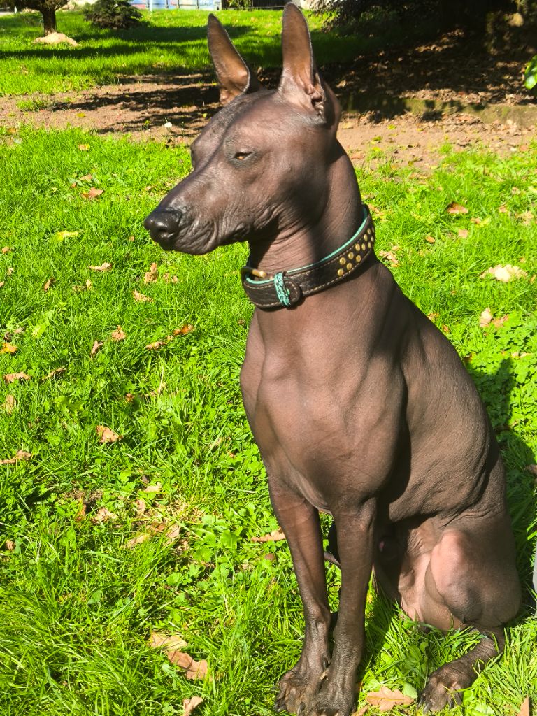 Exposition nationale Niort le 26 octobre 2025